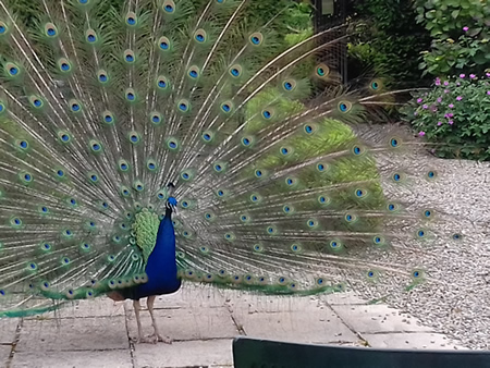 peacock in marlfield house