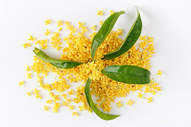 osmanthus flower petals